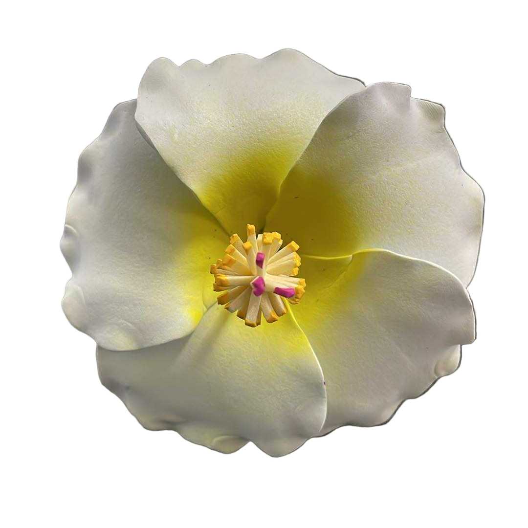 Hibiscus Sei - White & Yellow