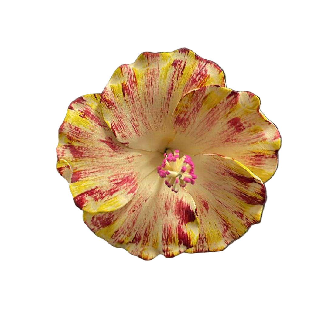 Hibiscus Sei - Beige with Red & Yellow