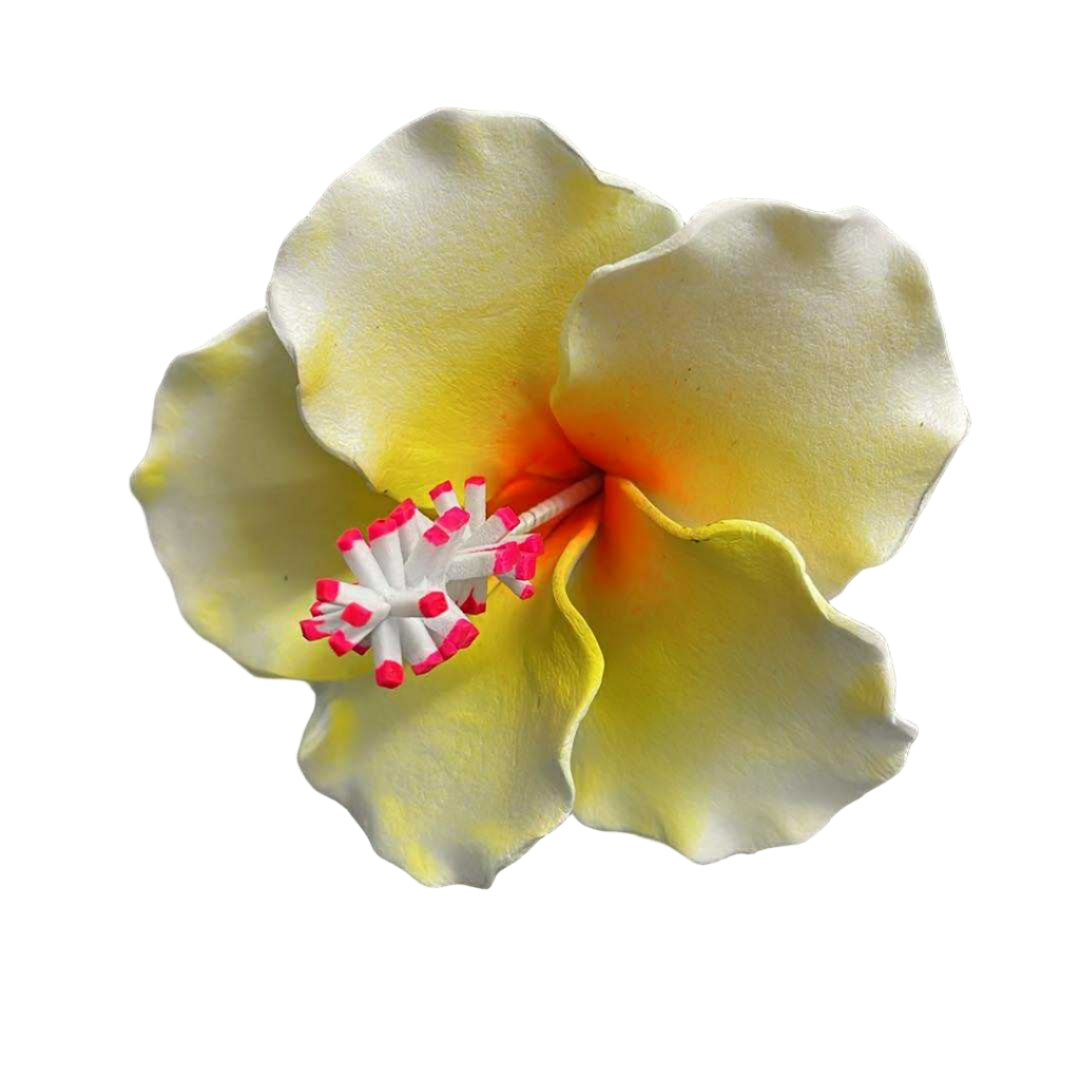 Hibiscus Sei - White & Yellow