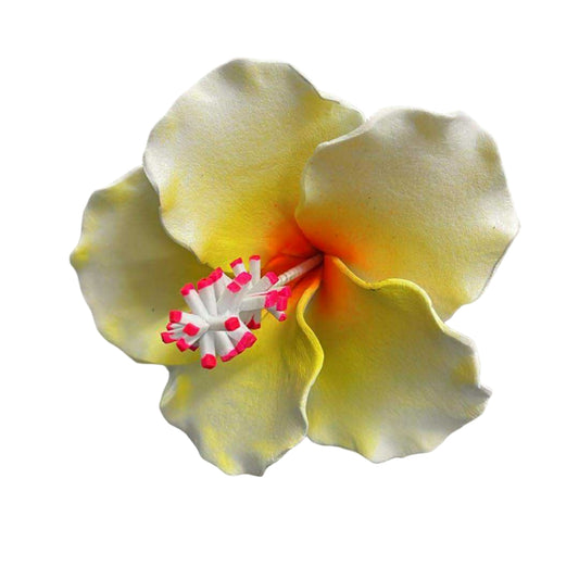 Hibiscus Sei - White & Yellow