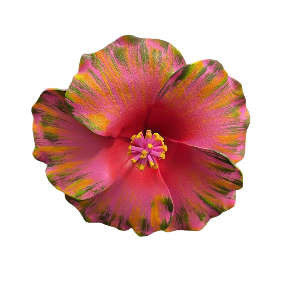 Hibiscus Sei - Pink with Multiple colours