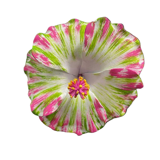 Hibiscus Sei - White Green & Pink