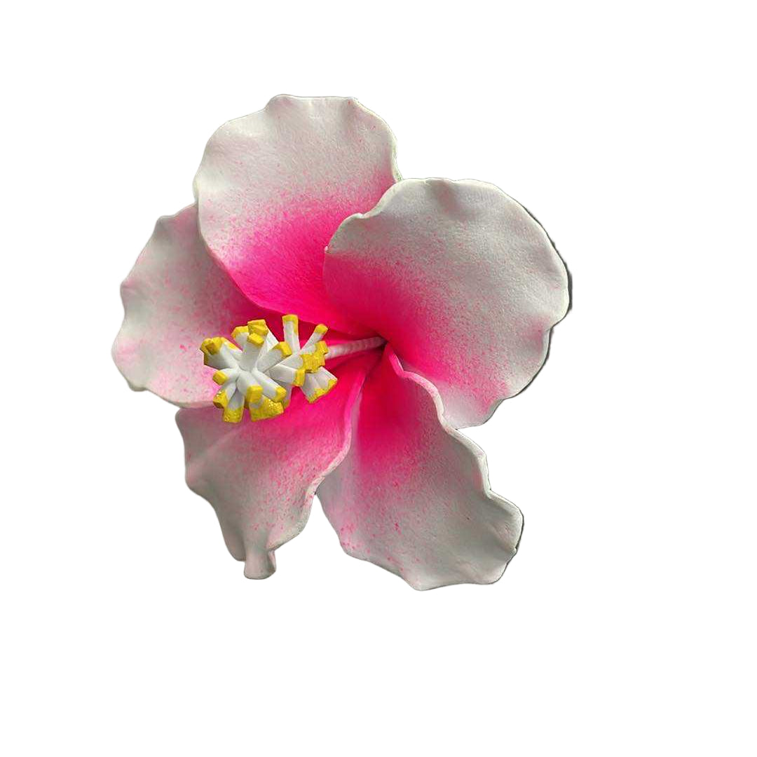 Hibiscus Sei - White & Pink