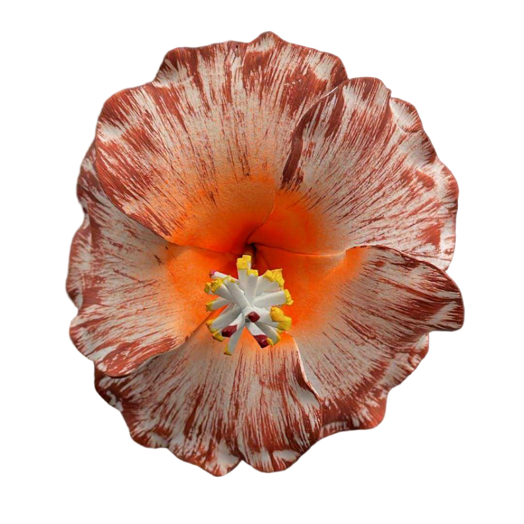 Hibiscus Sei - White & Brown