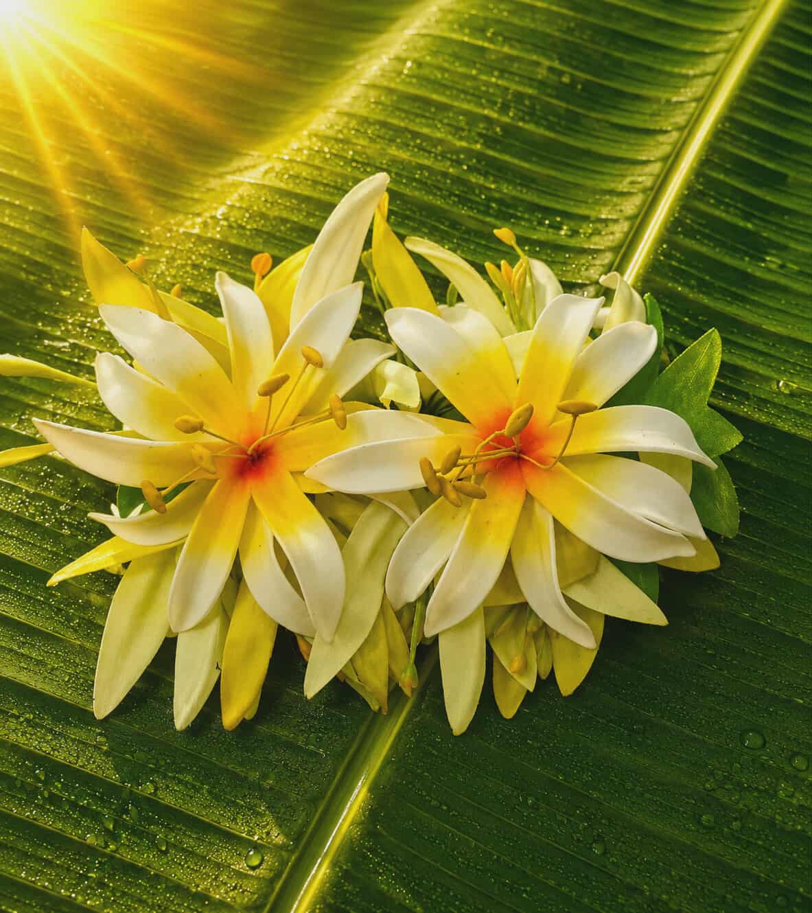 Island Sunrise Hari Flower Hair Clip