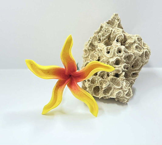 Yellow & Red Sei
