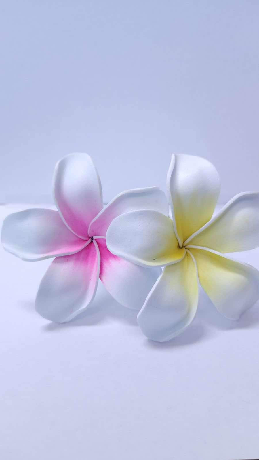 Pink & yellow white Frangipani Sei