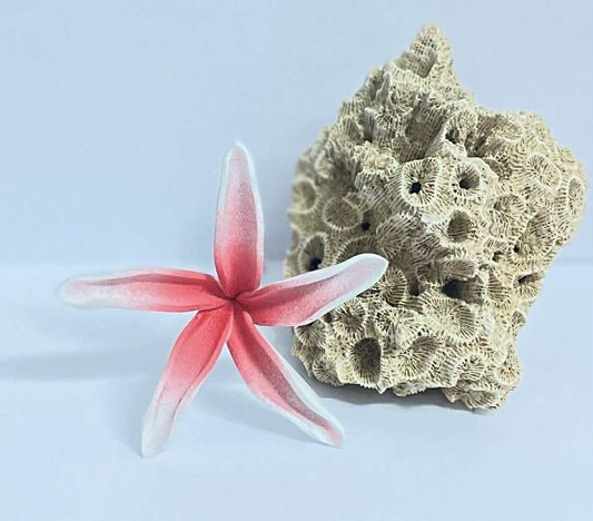 White & Red Flower Sei