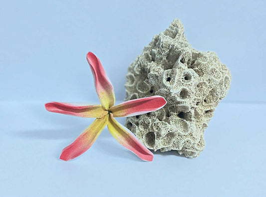 Red & Yellow Flower Sei